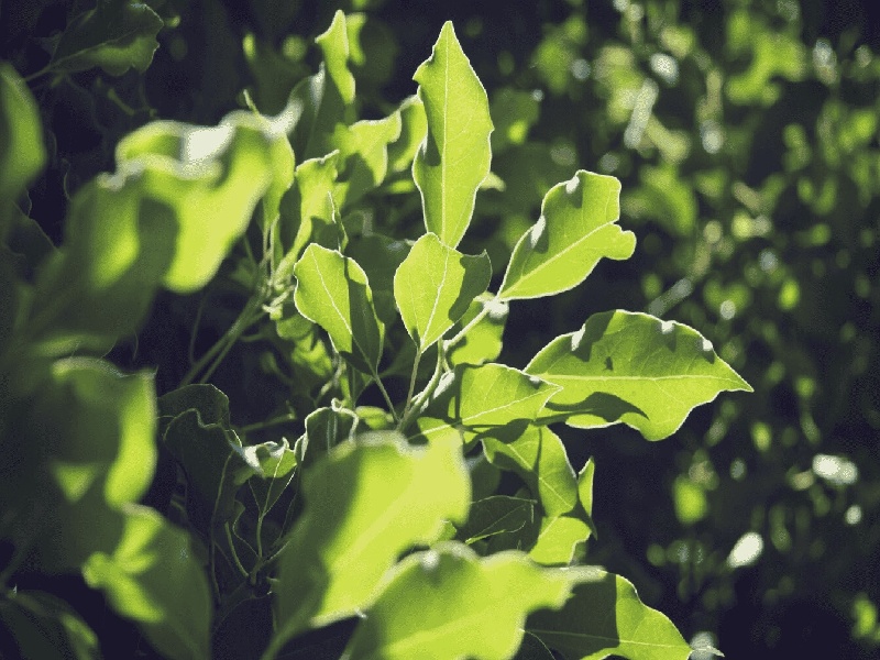 刘女士成功案例